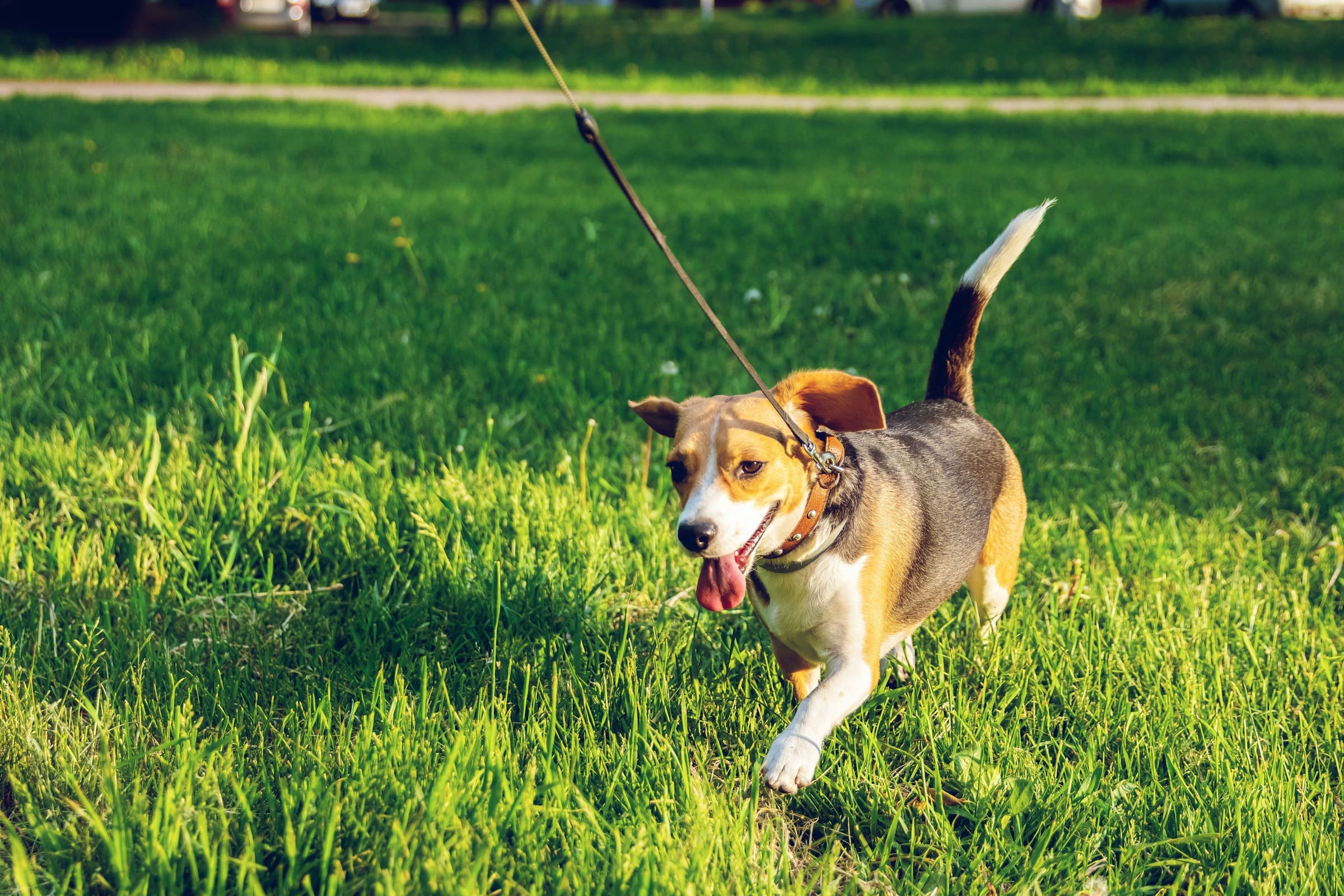 A happy beagle trotting on its lead across sunlit grass