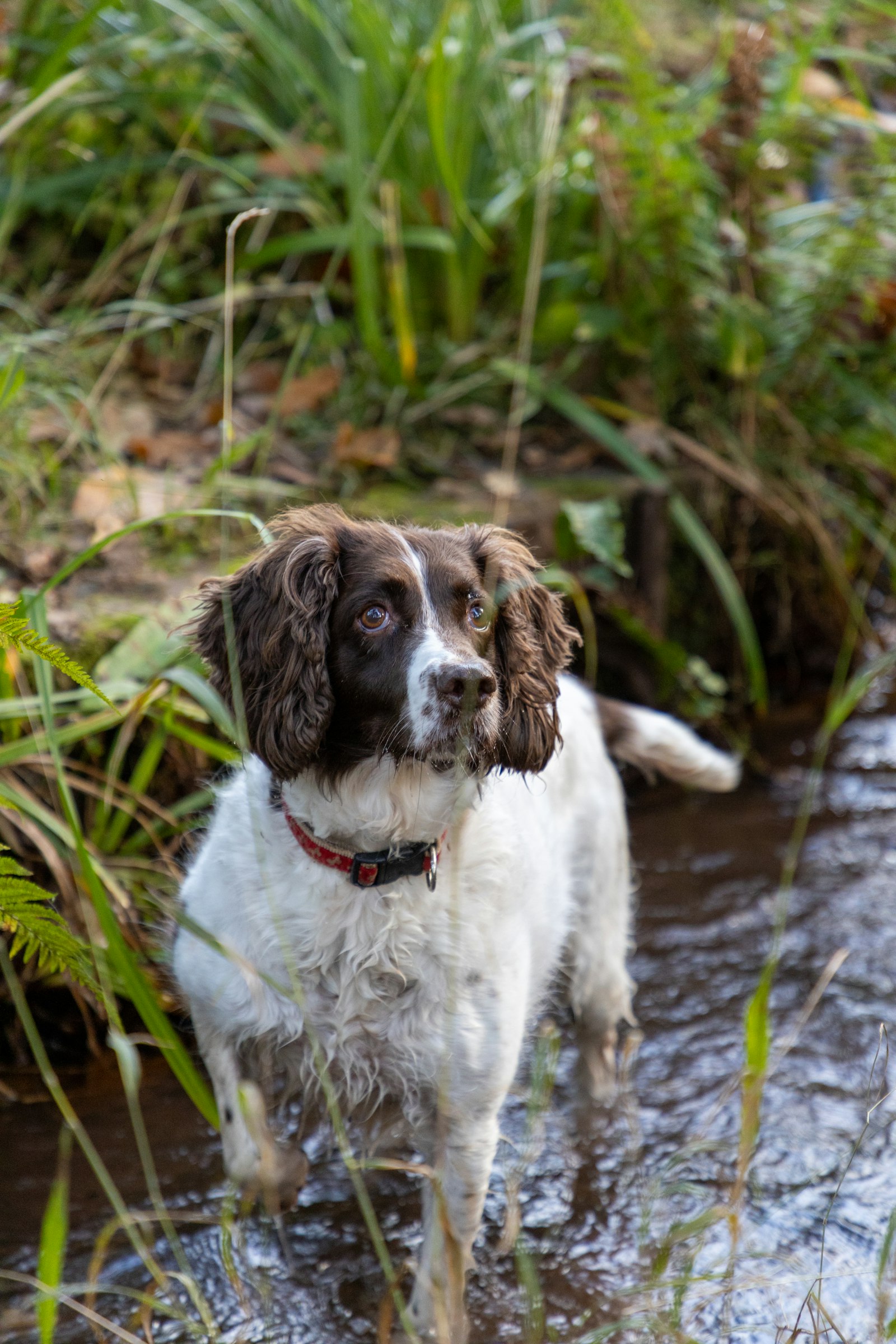A springer spaniel exploring a shallow woodland stream among ferns and long grass